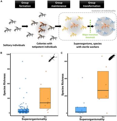 Frontiers Major Evolutionary Transitions In Social Insects The   732907 Thumb 400 